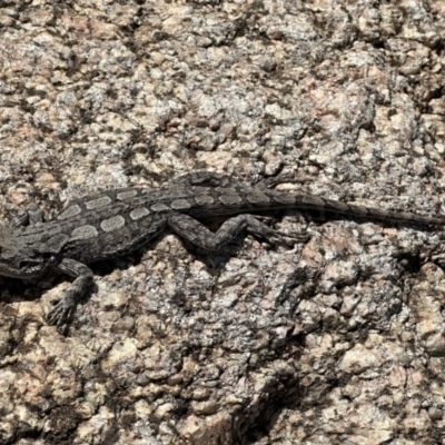 Amphibolurus muricatus (Jacky Lizard) at Cotter Reserve - 18 Nov 2022 by Pirom