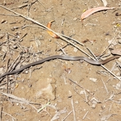Drysdalia rhodogaster (Mustard-bellied Snake) at Penrose, NSW - 20 Nov 2022 by Aussiegall