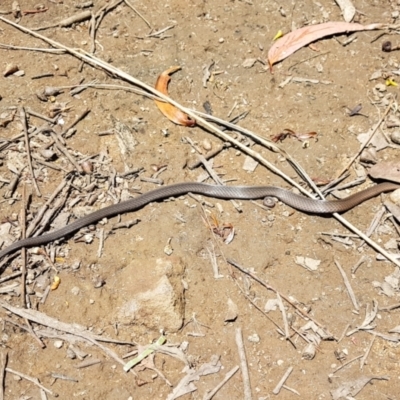 Drysdalia rhodogaster (Mustard-bellied Snake) at Wingecarribee Local Government Area - 20 Nov 2022 by Aussiegall
