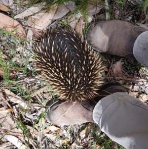 Tachyglossus aculeatus at Penrose, NSW - suppressed