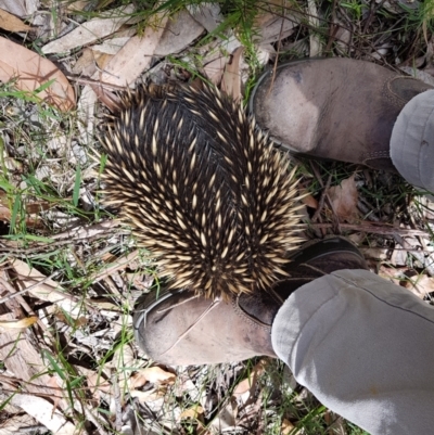 Tachyglossus aculeatus (Short-beaked Echidna) at Penrose, NSW - 20 Nov 2022 by Aussiegall