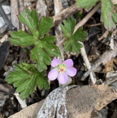 Geranium potentilloides var. abditum at Mount Clear, ACT - 19 Nov 2022 by NedJohnston