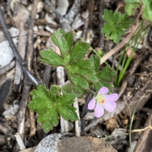 Geranium potentilloides var. abditum at Mount Clear, ACT - 19 Nov 2022 11:29 AM