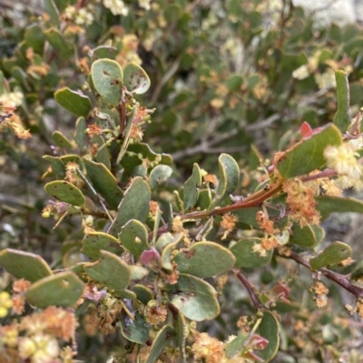 Acacia alpina (Alpine Wattle) at Mount Clear, ACT - 19 Nov 2022 by NedJohnston