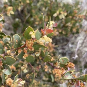 Acacia alpina at Mount Clear, ACT - 19 Nov 2022