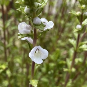 Euphrasia collina subsp. paludosa at Mount Clear, ACT - 19 Nov 2022 11:02 AM