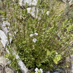 Euphrasia collina subsp. paludosa at Mount Clear, ACT - 19 Nov 2022