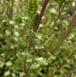 Euphrasia collina subsp. paludosa at Mount Clear, ACT - 19 Nov 2022