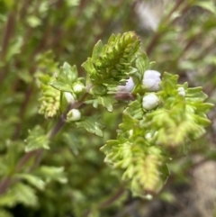 Euphrasia collina subsp. paludosa at Mount Clear, ACT - 19 Nov 2022