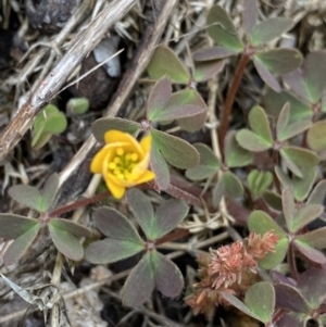 Oxalis sp. at Yaouk, NSW - 19 Nov 2022