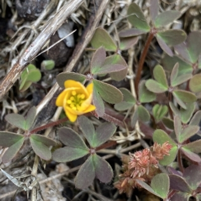 Oxalis sp. (Wood Sorrel) at Scabby Range Nature Reserve - 18 Nov 2022 by Ned_Johnston