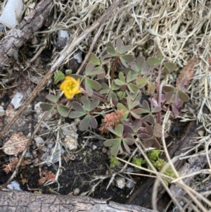 Oxalis sp. at Yaouk, NSW - 19 Nov 2022