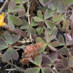 Oxalis sp. at Yaouk, NSW - 19 Nov 2022