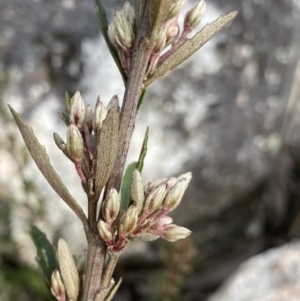 Olearia erubescens at Yaouk, NSW - 19 Nov 2022