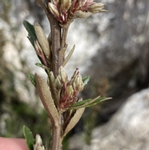 Olearia erubescens at Yaouk, NSW - 19 Nov 2022