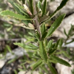 Olearia erubescens at Yaouk, NSW - 19 Nov 2022