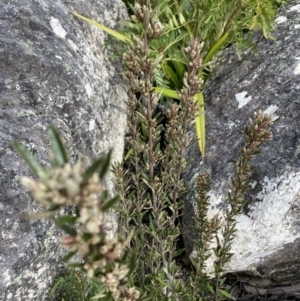 Olearia erubescens at Yaouk, NSW - 19 Nov 2022