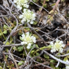 Poranthera microphylla (Small Poranthera) at Yaouk, NSW - 19 Nov 2022 by NedJohnston