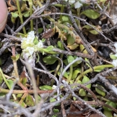 Poranthera microphylla at Yaouk, NSW - 19 Nov 2022