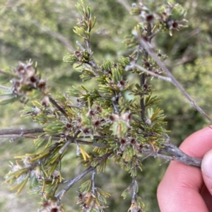 Kunzea muelleri at Yaouk, NSW - 19 Nov 2022