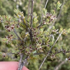 Kunzea muelleri at Yaouk, NSW - 19 Nov 2022