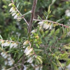 Leucopogon fletcheri subsp. brevisepalus (Twin Flower Beard-Heath) at Scabby Range Nature Reserve - 18 Nov 2022 by Ned_Johnston