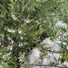 Leucopogon fletcheri subsp. brevisepalus at Yaouk, NSW - 19 Nov 2022