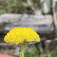 Craspedia variabilis (Common Billy Buttons) at Yaouk, NSW - 18 Nov 2022 by Ned_Johnston