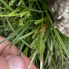 Carex breviculmis (Short-Stem Sedge) at Yaouk, NSW - 19 Nov 2022 by NedJohnston