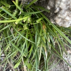 Carex breviculmis at Yaouk, NSW - 19 Nov 2022 10:28 AM