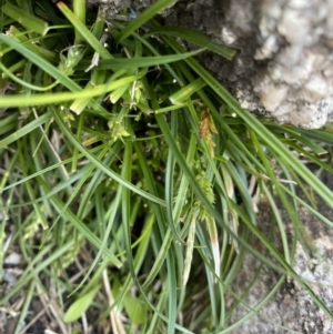 Carex breviculmis at Yaouk, NSW - 19 Nov 2022