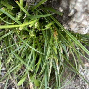 Carex breviculmis at Yaouk, NSW - 19 Nov 2022 10:28 AM