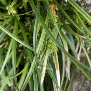 Carex breviculmis at Yaouk, NSW - 19 Nov 2022 10:28 AM