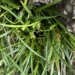 Carex breviculmis at Yaouk, NSW - 19 Nov 2022 10:28 AM