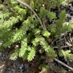 Crassula sieberiana (Austral Stonecrop) at Yaouk, NSW - 19 Nov 2022 by NedJohnston