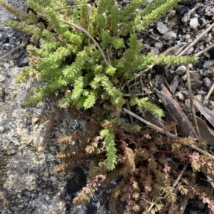 Crassula sieberiana at Yaouk, NSW - 19 Nov 2022 10:18 AM