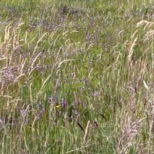 Utricularia dichotoma at Wallaroo, NSW - 20 Nov 2022