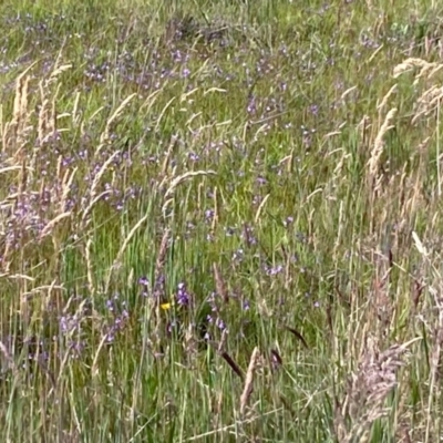 Utricularia dichotoma (Fairy Aprons, Purple Bladderwort) at Wallaroo, NSW - 20 Nov 2022 by Rosie