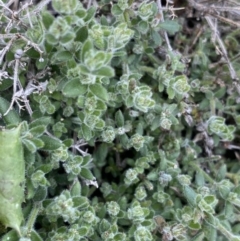 Galium polyanthum (Rockpile Bedstraw) at Yaouk, NSW - 19 Nov 2022 by NedJohnston