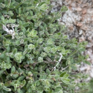 Galium polyanthum at Yaouk, NSW - 19 Nov 2022