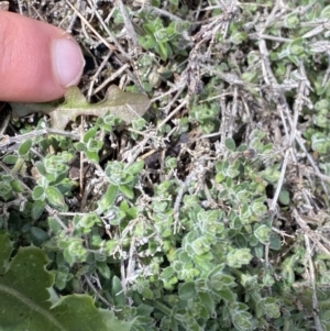 Galium polyanthum at Yaouk, NSW - 19 Nov 2022