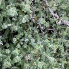 Galium polyanthum at Yaouk, NSW - 19 Nov 2022