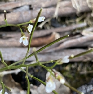 Cardamine franklinensis at Yaouk, NSW - 19 Nov 2022 10:13 AM