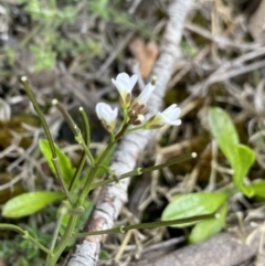 Cardamine franklinensis at Yaouk, NSW - 19 Nov 2022 10:13 AM