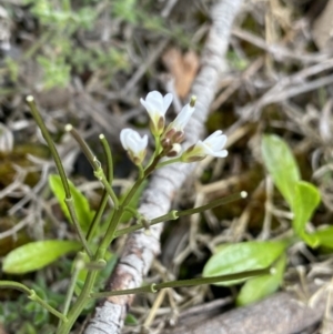 Cardamine franklinensis at Yaouk, NSW - 19 Nov 2022 10:13 AM