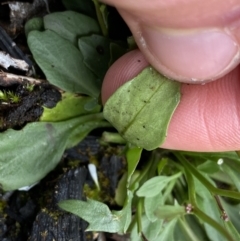 Cardamine franklinensis at Yaouk, NSW - 19 Nov 2022