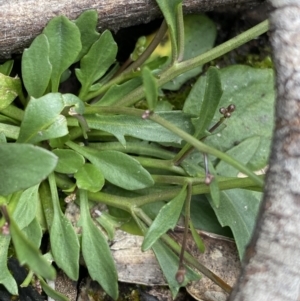 Cardamine franklinensis at Yaouk, NSW - 19 Nov 2022 10:13 AM