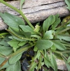 Cardamine franklinensis at Yaouk, NSW - 19 Nov 2022