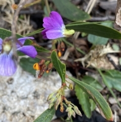 Viola betonicifolia (Mountain Violet) at Scabby Range Nature Reserve - 18 Nov 2022 by Ned_Johnston