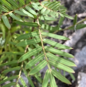 Polyscias sambucifolia subsp. Short leaflets (V.Stajsic 196) Vic. Herbarium at Yaouk, NSW - 19 Nov 2022